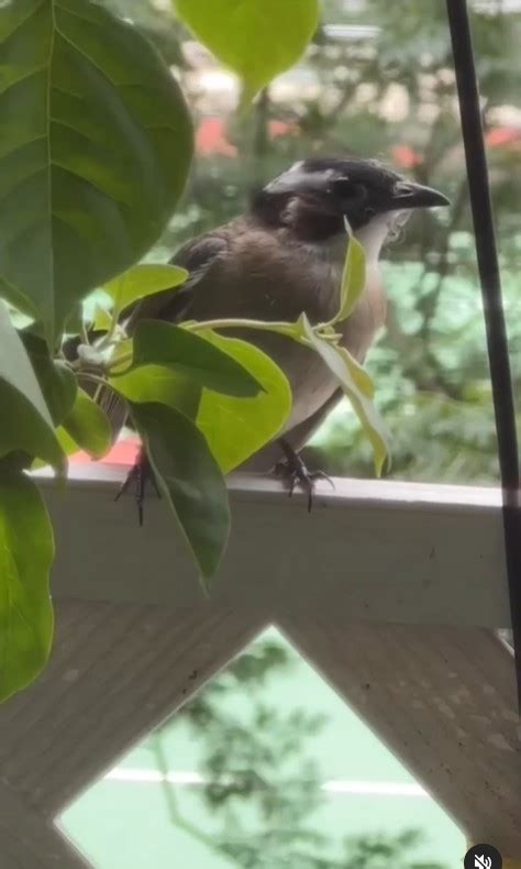 自來雀好嗎|為何自來雀被視為吉祥鳥？